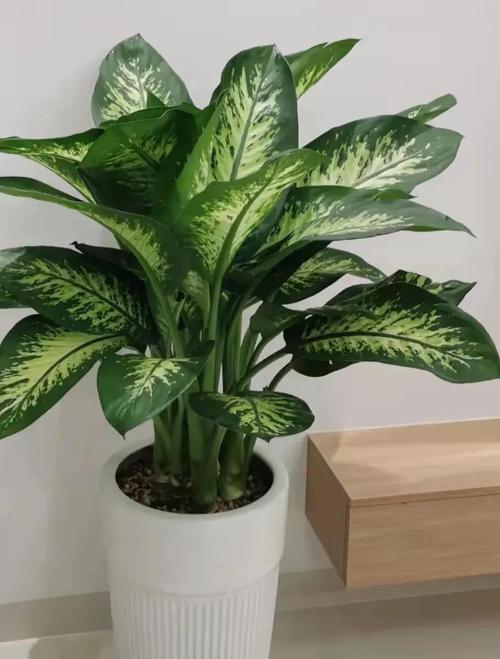 家里适合水养的植物，这几款好看又好养，适合家中水养的花？-第4张图片-优品飞百科