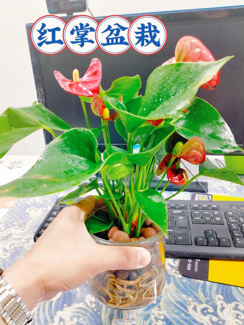 家里适合水养的植物，这几款好看又好养，适合家中水养的花？-第5张图片-优品飞百科
