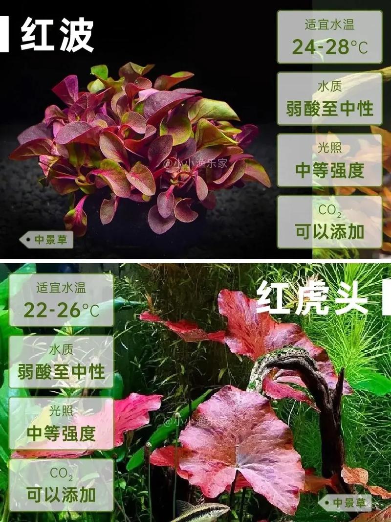 家里适合水养的植物，这几款好看又好养，适合家中水养的花？-第7张图片-优品飞百科