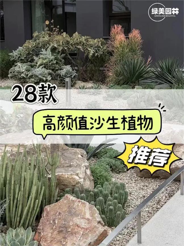 沙漠植物有哪些？沙漠植物有哪些图片？-第3张图片-优品飞百科