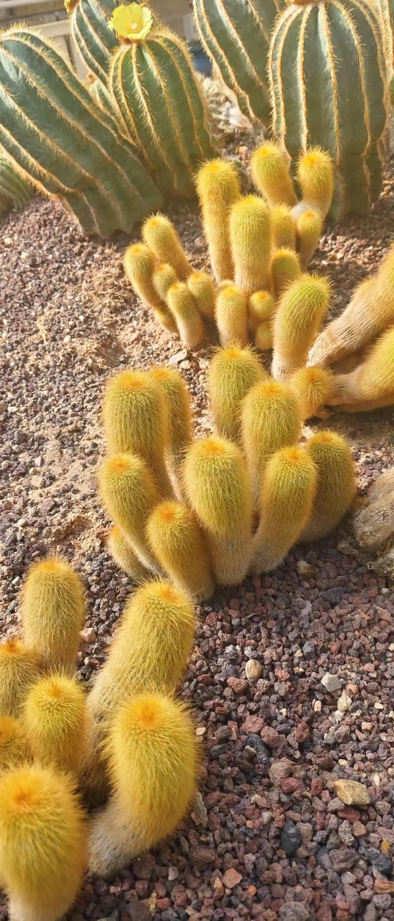 沙漠植物有哪些？沙漠植物有哪些图片？-第4张图片-优品飞百科
