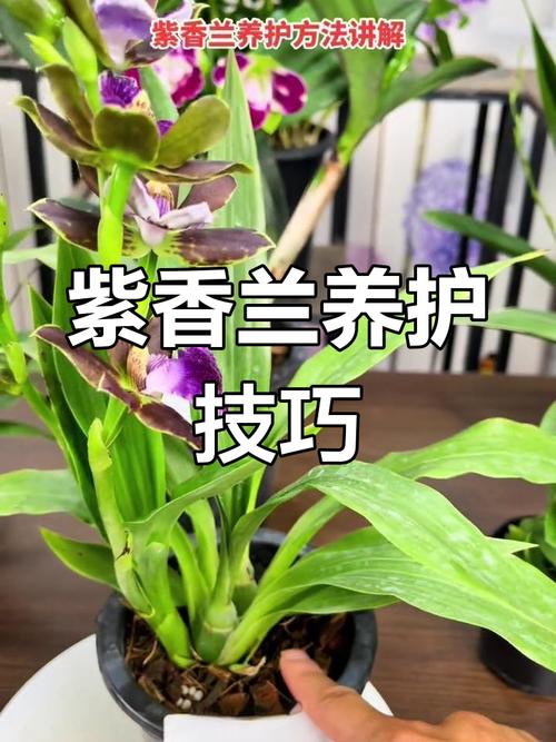 香兰怎么养护，香兰养护注意事项-第3张图片-优品飞百科