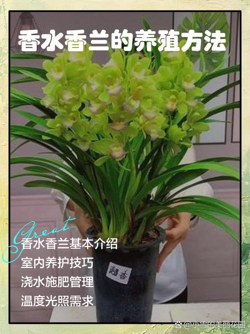 香兰怎么养护，香兰养护注意事项-第4张图片-优品飞百科