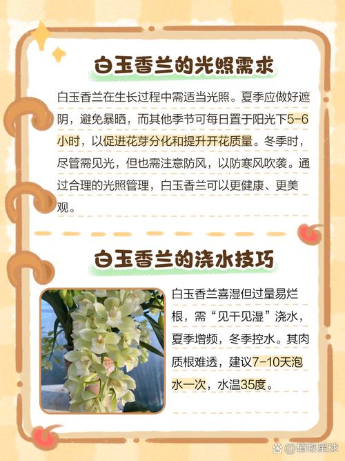 香兰怎么养护，香兰养护注意事项-第5张图片-优品飞百科