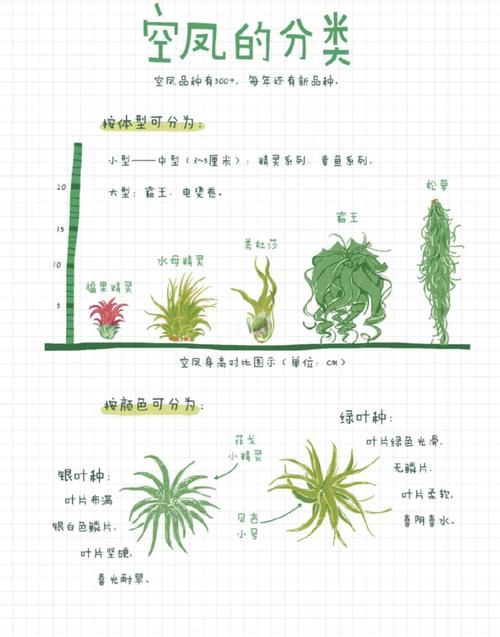 空气凤梨的虫害及防治方法，空气凤梨会养死吗？-第2张图片-优品飞百科