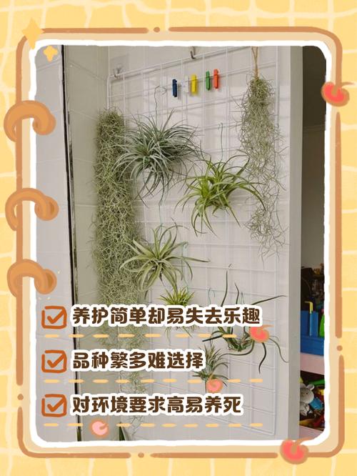 空气凤梨的虫害及防治方法，空气凤梨会养死吗？-第5张图片-优品飞百科
