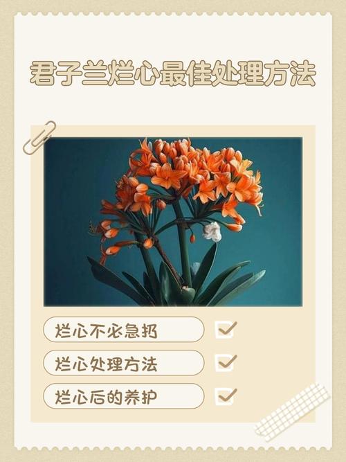 君子兰烂心后还发芽吗，要怎么处理，君子兰烂心后还发芽吗,要怎么处理呢-第4张图片-优品飞百科