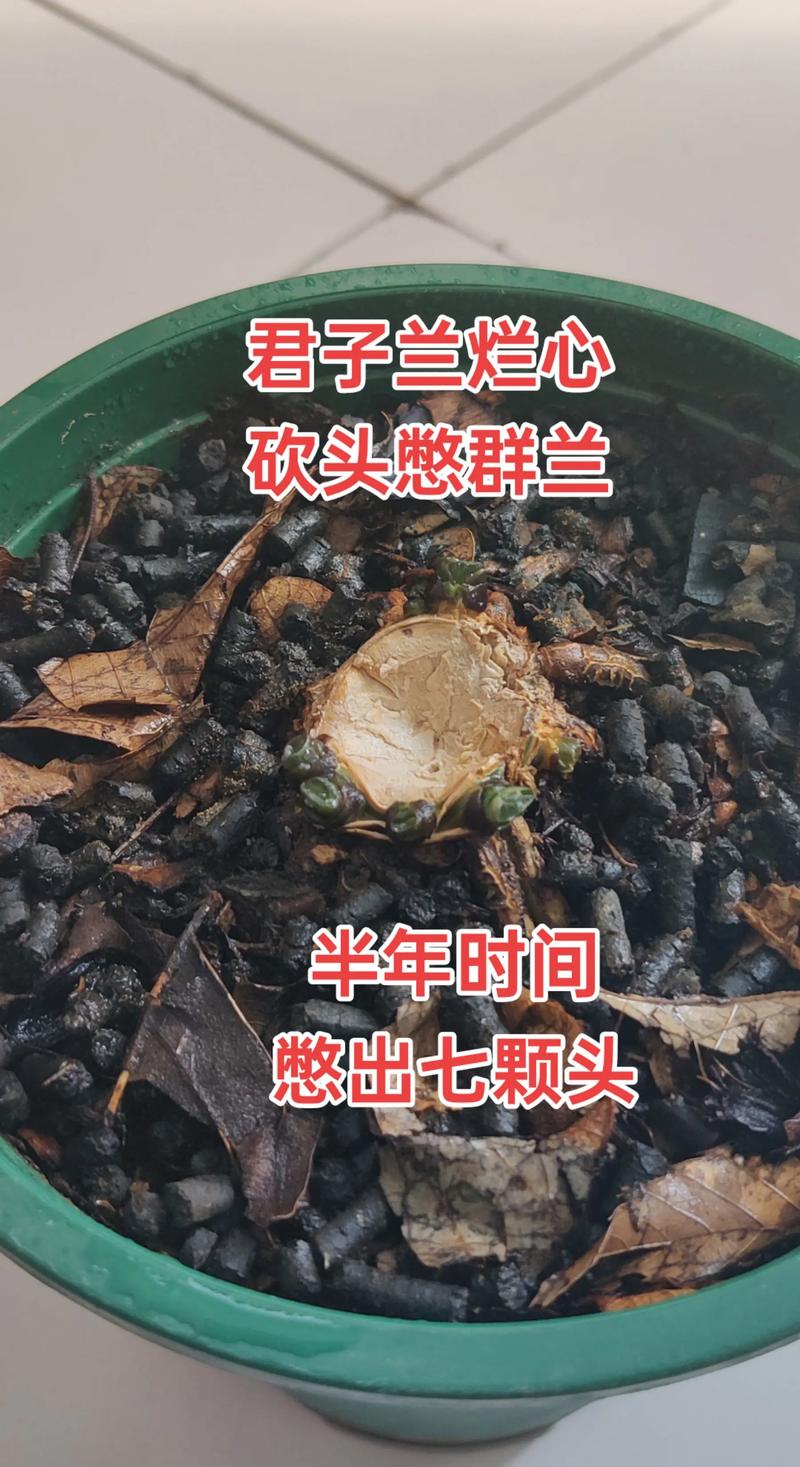 君子兰烂心后还发芽吗，要怎么处理，君子兰烂心后还发芽吗,要怎么处理呢-第6张图片-优品飞百科