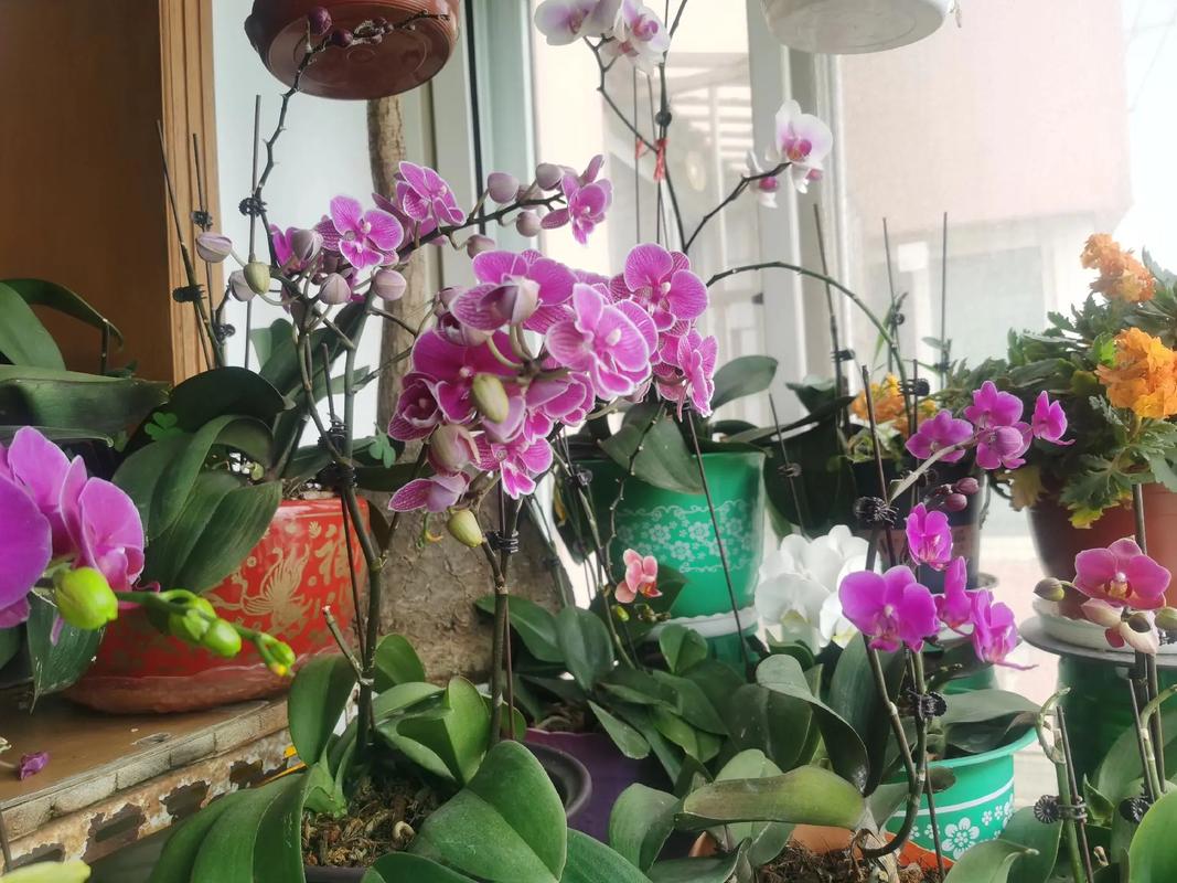 花卉颜色居然对风水也有影响，花卉花色-第4张图片-优品飞百科