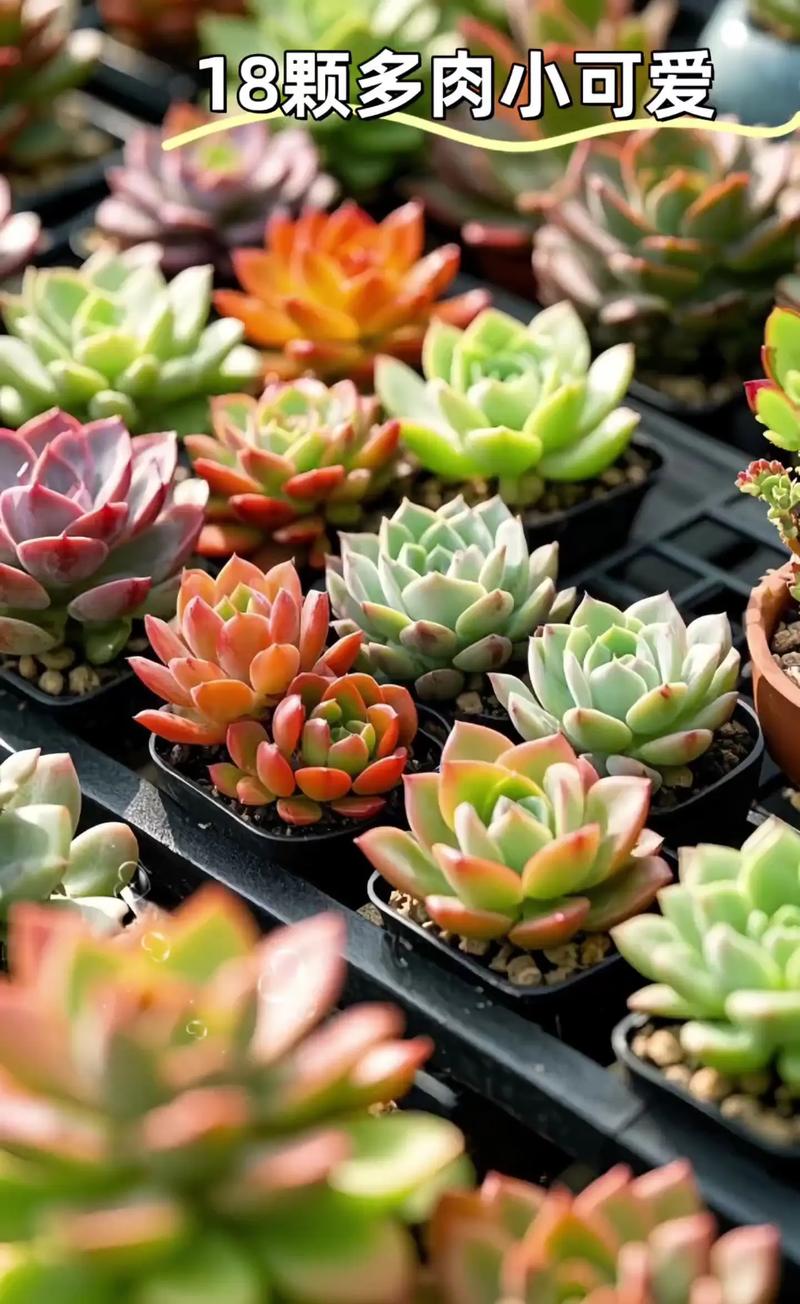 多肉植物喜欢什么环境，多肉喜欢什么样的生长环境？