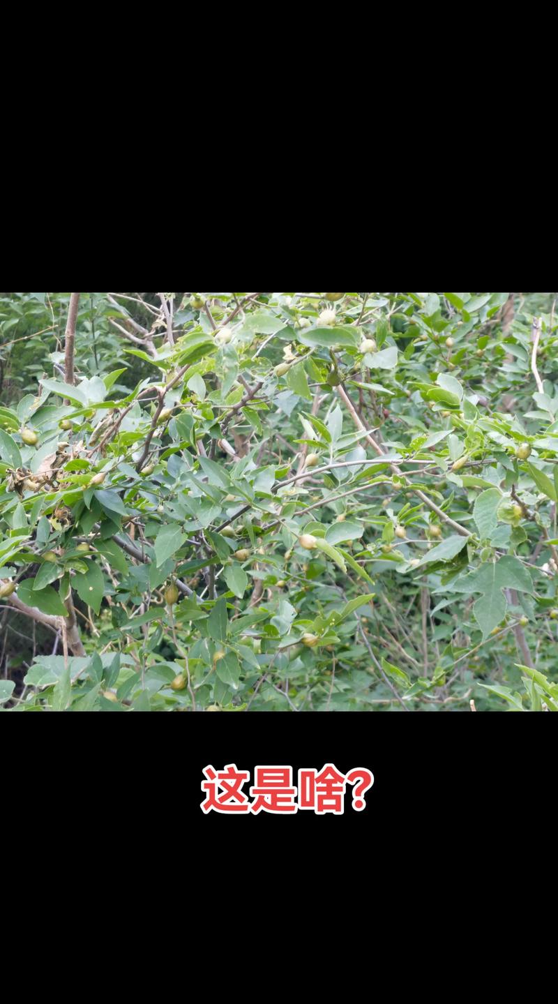 多肉植物喜欢什么环境，多肉喜欢什么样的生长环境？-第2张图片-优品飞百科