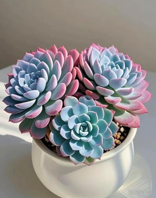 多肉植物喜欢什么环境，多肉喜欢什么样的生长环境？-第4张图片-优品飞百科