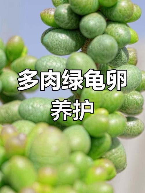 多肉植物喜欢什么环境，多肉喜欢什么样的生长环境？-第5张图片-优品飞百科