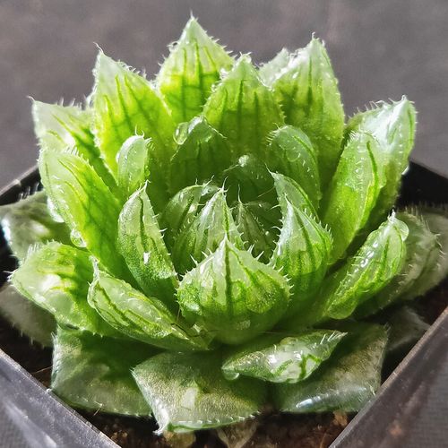 多肉植物喜欢什么环境，多肉喜欢什么样的生长环境？-第6张图片-优品飞百科
