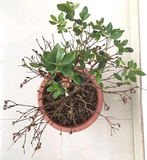 杜鹃花干枯掉叶怎么办,杜鹃花干枝掉叶怎么办-第2张图片-优品飞百科 杜鹃花干枯掉叶怎么办,杜鹃花干枝掉叶怎么办-第2张图片-优品飞百科