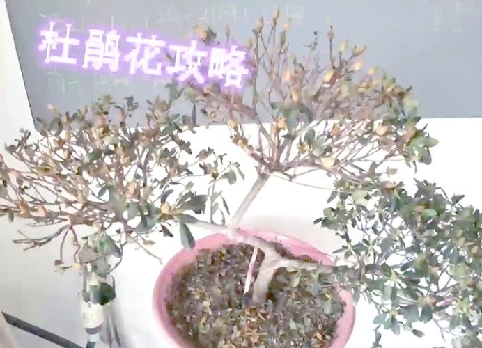 杜鹃花干枯掉叶怎么办,杜鹃花干枝掉叶怎么办-第3张图片-优品飞百科 杜鹃花干枯掉叶怎么办,杜鹃花干枝掉叶怎么办-第3张图片-优品飞百科