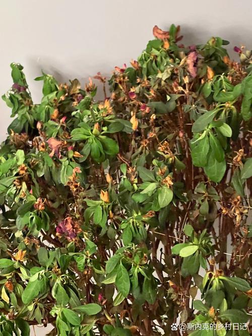 杜鹃花干枯掉叶怎么办,杜鹃花干枝掉叶怎么办-第4张图片-优品飞百科 杜鹃花干枯掉叶怎么办,杜鹃花干枝掉叶怎么办-第4张图片-优品飞百科