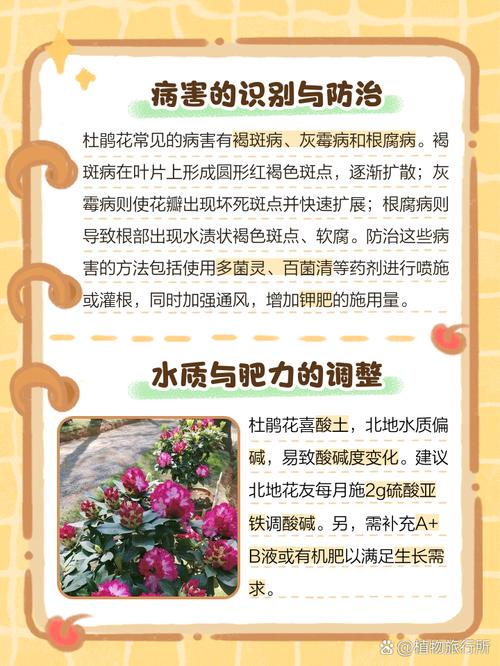 杜鹃花干枯掉叶怎么办,杜鹃花干枝掉叶怎么办-第5张图片-优品飞百科 杜鹃花干枯掉叶怎么办,杜鹃花干枝掉叶怎么办-第5张图片-优品飞百科
