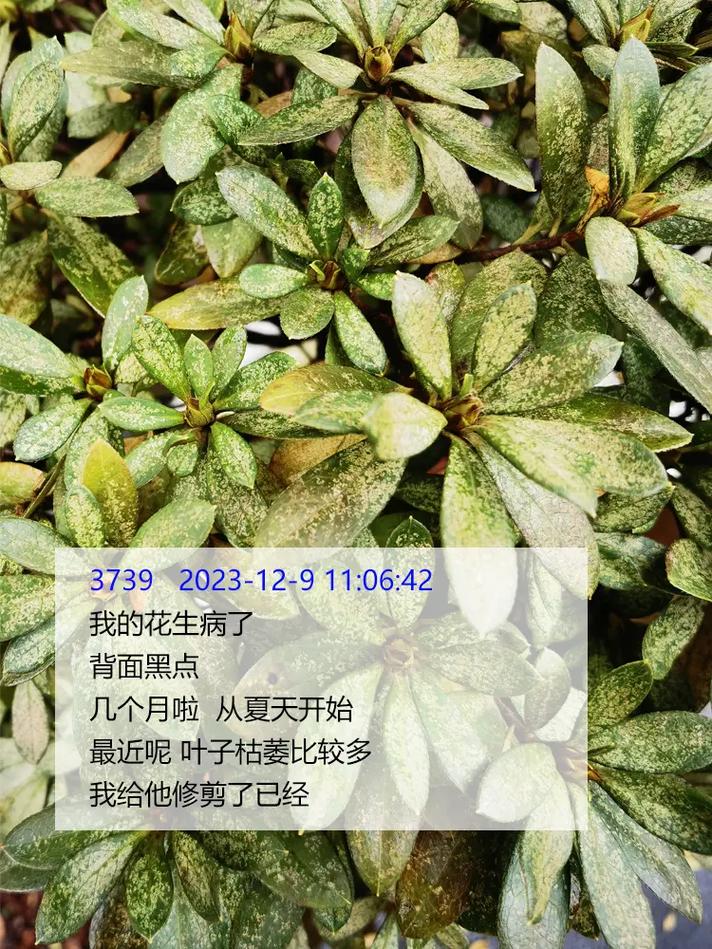 杜鹃花干枯掉叶怎么办,杜鹃花干枝掉叶怎么办-第6张图片-优品飞百科 杜鹃花干枯掉叶怎么办,杜鹃花干枝掉叶怎么办-第6张图片-优品飞百科