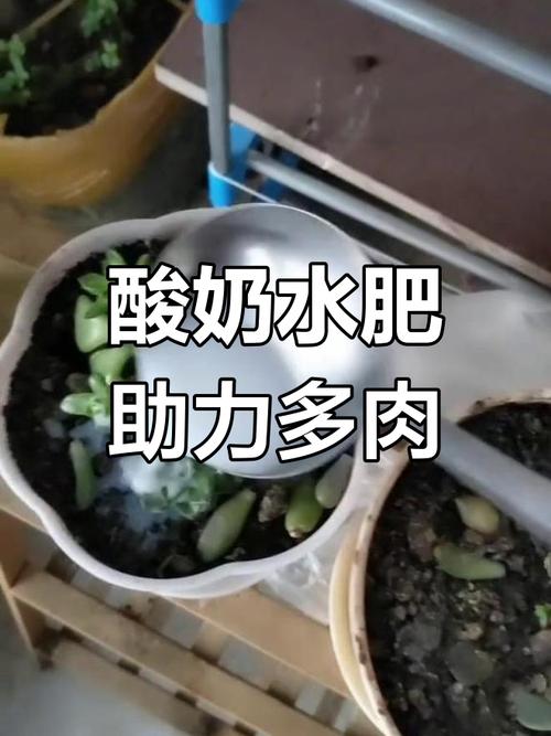 牛奶浇花的害处，牛奶浇花后怎么马上补救-第1张图片-优品飞百科