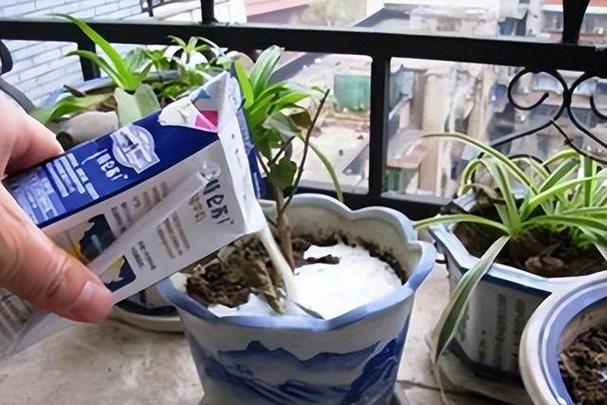 牛奶浇花的害处，牛奶浇花后怎么马上补救-第2张图片-优品飞百科
