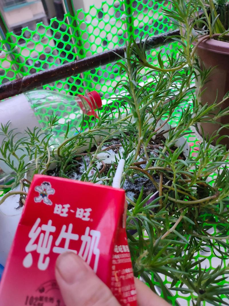 牛奶浇花的害处，牛奶浇花后怎么马上补救-第6张图片-优品飞百科