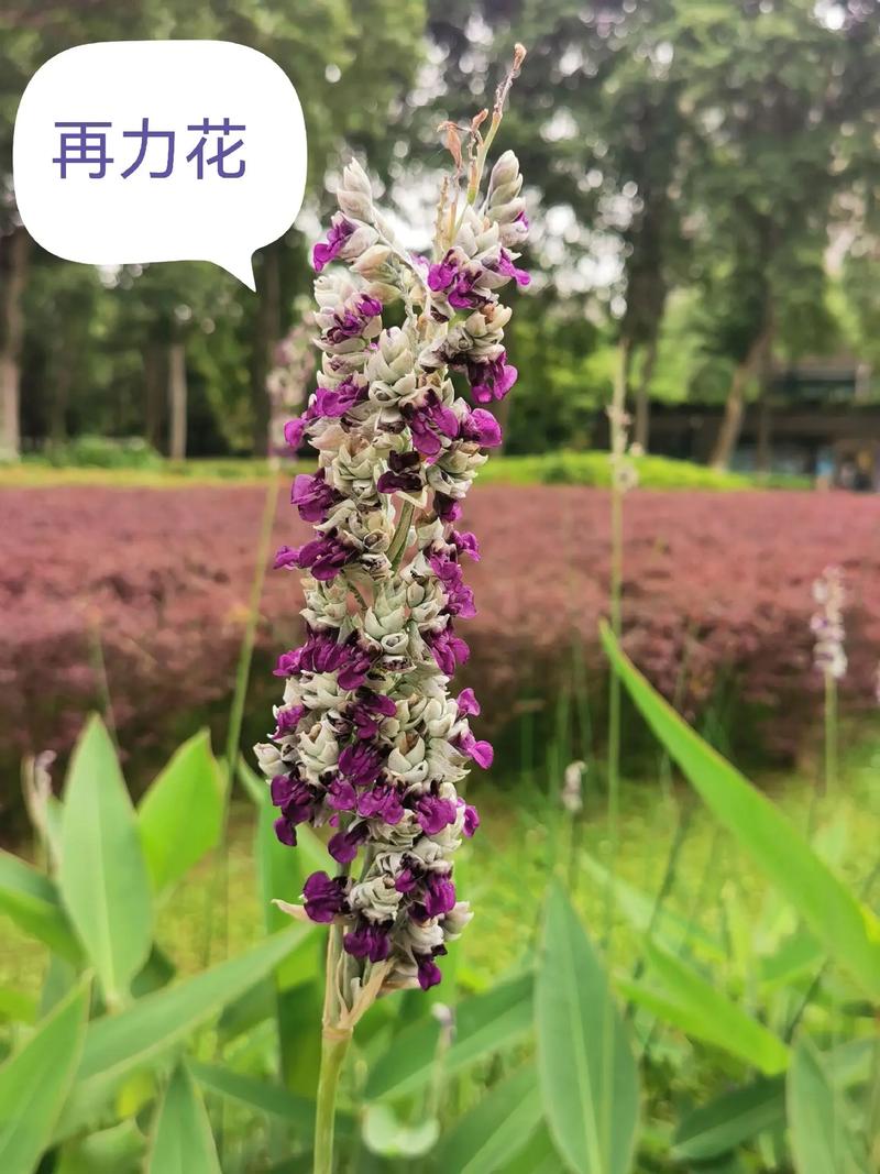 再力花和梭鱼草的区别，再力花的药用部位