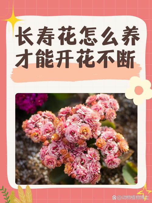 长寿花怎么养?长寿花怎么养家庭养法?-第2张图片-优品飞百科 长寿花怎么养?长寿花怎么养家庭养法?-第2张图片-优品飞百科