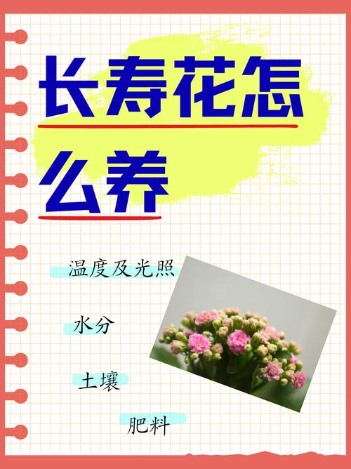 长寿花怎么养?长寿花怎么养家庭养法?-第3张图片-优品飞百科 长寿花怎么养?长寿花怎么养家庭养法?-第3张图片-优品飞百科