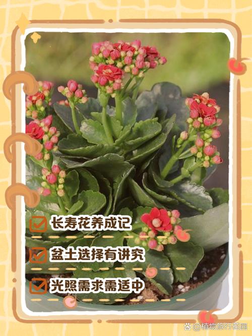 长寿花怎么养?长寿花怎么养家庭养法?-第4张图片-优品飞百科 长寿花怎么养?长寿花怎么养家庭养法?-第4张图片-优品飞百科