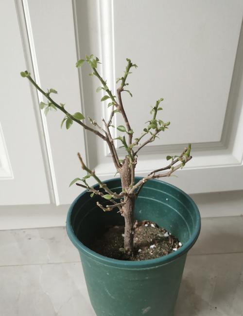 三角梅掉花掉叶子怎么办，三角梅掉花掉叶子怎么办视频