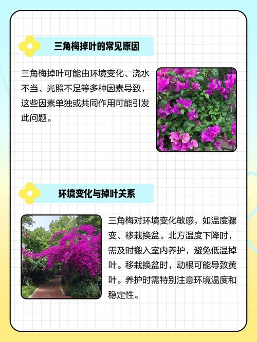三角梅掉花掉叶子怎么办，三角梅掉花掉叶子怎么办视频-第2张图片-优品飞百科