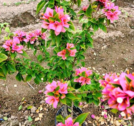 三角梅掉花掉叶子怎么办，三角梅掉花掉叶子怎么办视频-第3张图片-优品飞百科
