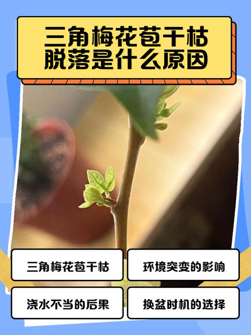 三角梅掉花掉叶子怎么办，三角梅掉花掉叶子怎么办视频-第4张图片-优品飞百科
