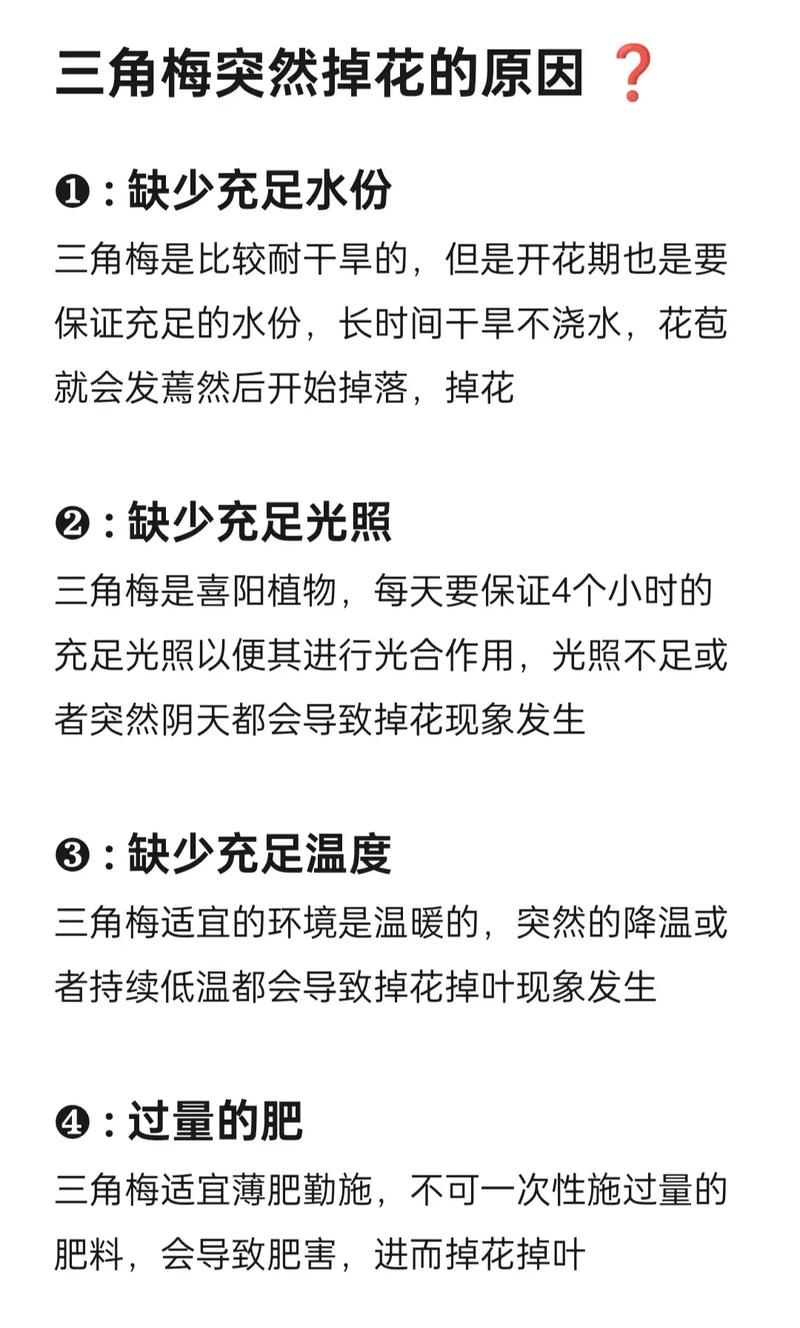 三角梅掉花掉叶子怎么办，三角梅掉花掉叶子怎么办视频-第5张图片-优品飞百科