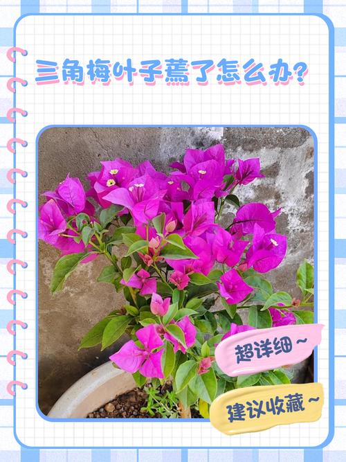 三角梅掉花掉叶子怎么办，三角梅掉花掉叶子怎么办视频-第6张图片-优品飞百科
