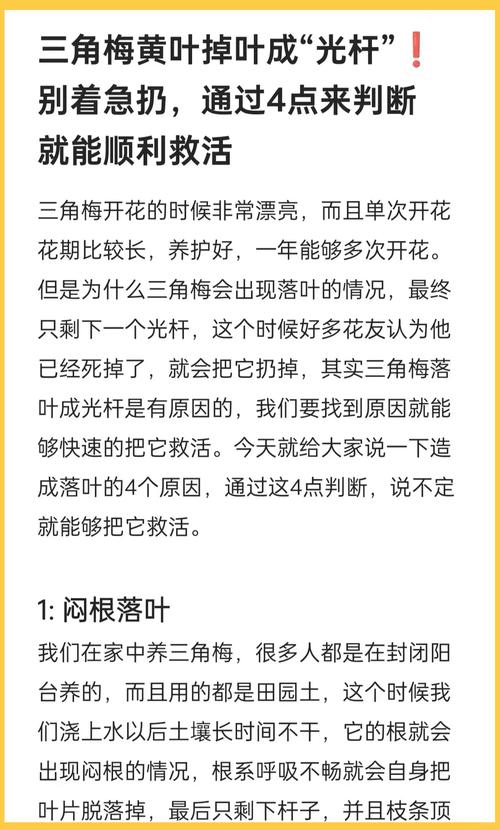 三角梅掉花掉叶子怎么办，三角梅掉花掉叶子怎么办视频-第7张图片-优品飞百科