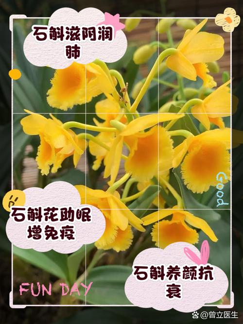 鼓槌石斛的养殖方法，鼓槌石斛的药用价值及食用方法？-第1张图片-优品飞百科