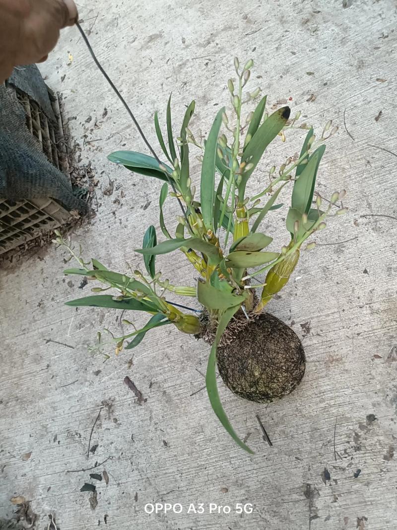 鼓槌石斛的养殖方法，鼓槌石斛的药用价值及食用方法？-第2张图片-优品飞百科