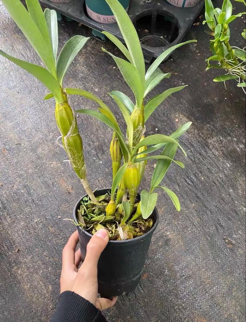 鼓槌石斛的养殖方法，鼓槌石斛的药用价值及食用方法？-第7张图片-优品飞百科