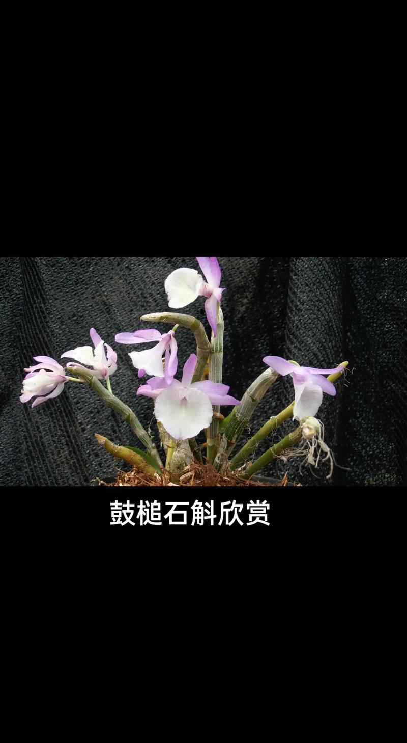 鼓槌石斛的养殖方法，鼓槌石斛的药用价值及食用方法？-第8张图片-优品飞百科