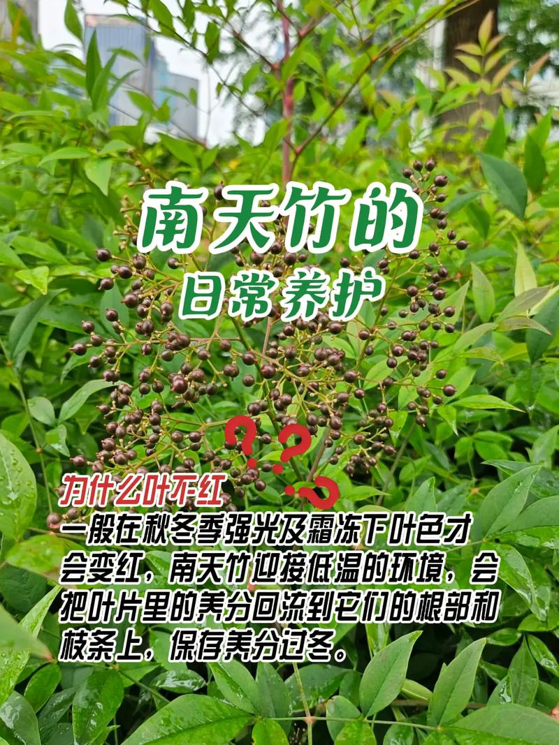 南天竹在什么条件下会变成红色，南天竹什么时候红叶-第3张图片-优品飞百科