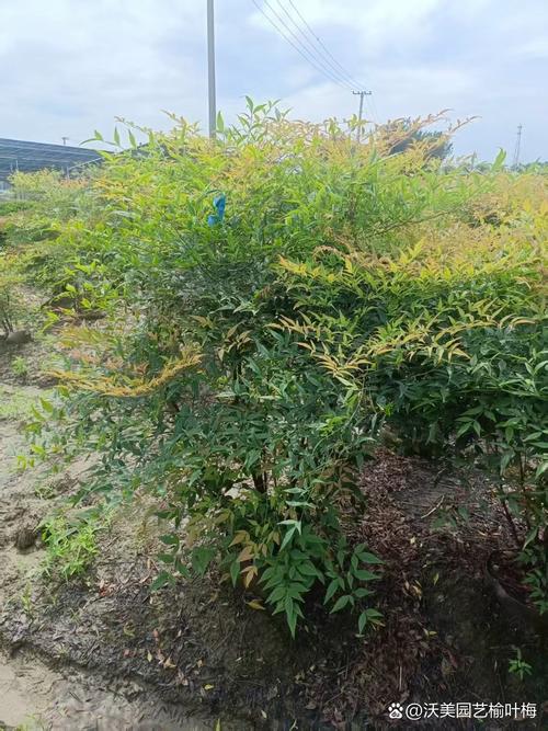 南天竹在什么条件下会变成红色，南天竹什么时候红叶-第6张图片-优品飞百科