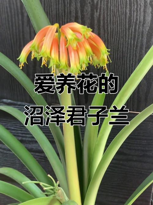 小孩最喜欢的6种花，书桌茶几摆一盆，健康又干净！，小孩最喜欢什么花
