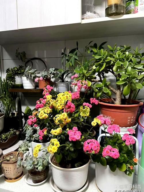小孩最喜欢的6种花，书桌茶几摆一盆，健康又干净！，小孩最喜欢什么花-第8张图片-优品飞百科