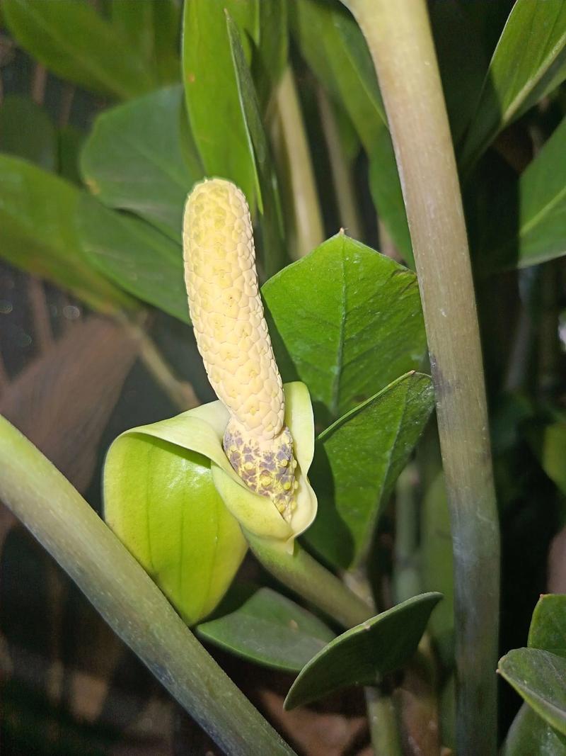 摇钱树的花语和文化象征,摇钱树的寓意和象征-第4张图片-优品飞百科 摇钱树的花语和文化象征,摇钱树的寓意和象征-第4张图片-优品飞百科
