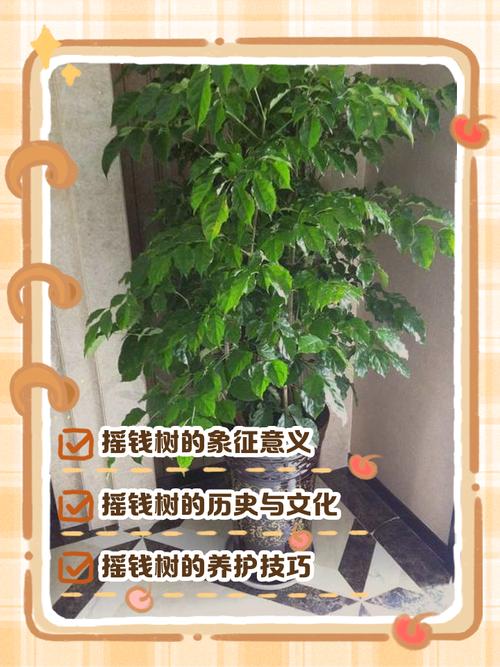 摇钱树的花语和文化象征,摇钱树的寓意和象征-第7张图片-优品飞百科 摇钱树的花语和文化象征,摇钱树的寓意和象征-第7张图片-优品飞百科