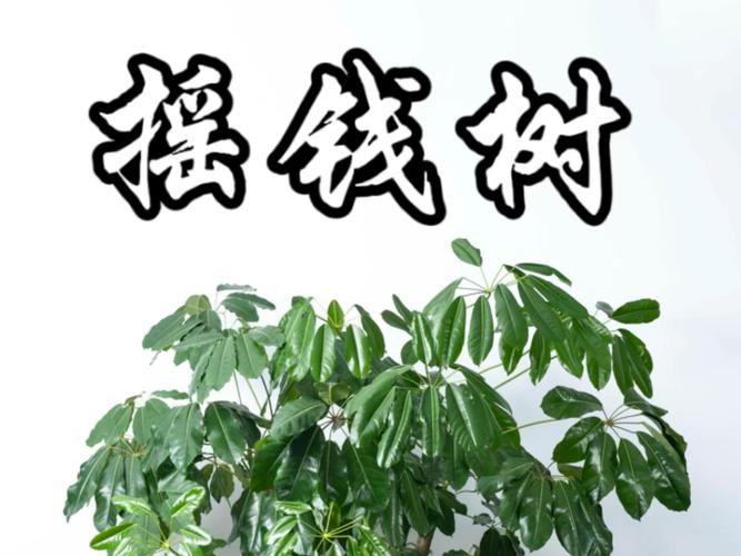 摇钱树的花语和文化象征,摇钱树的寓意和象征-第8张图片-优品飞百科 摇钱树的花语和文化象征,摇钱树的寓意和象征-第8张图片-优品飞百科