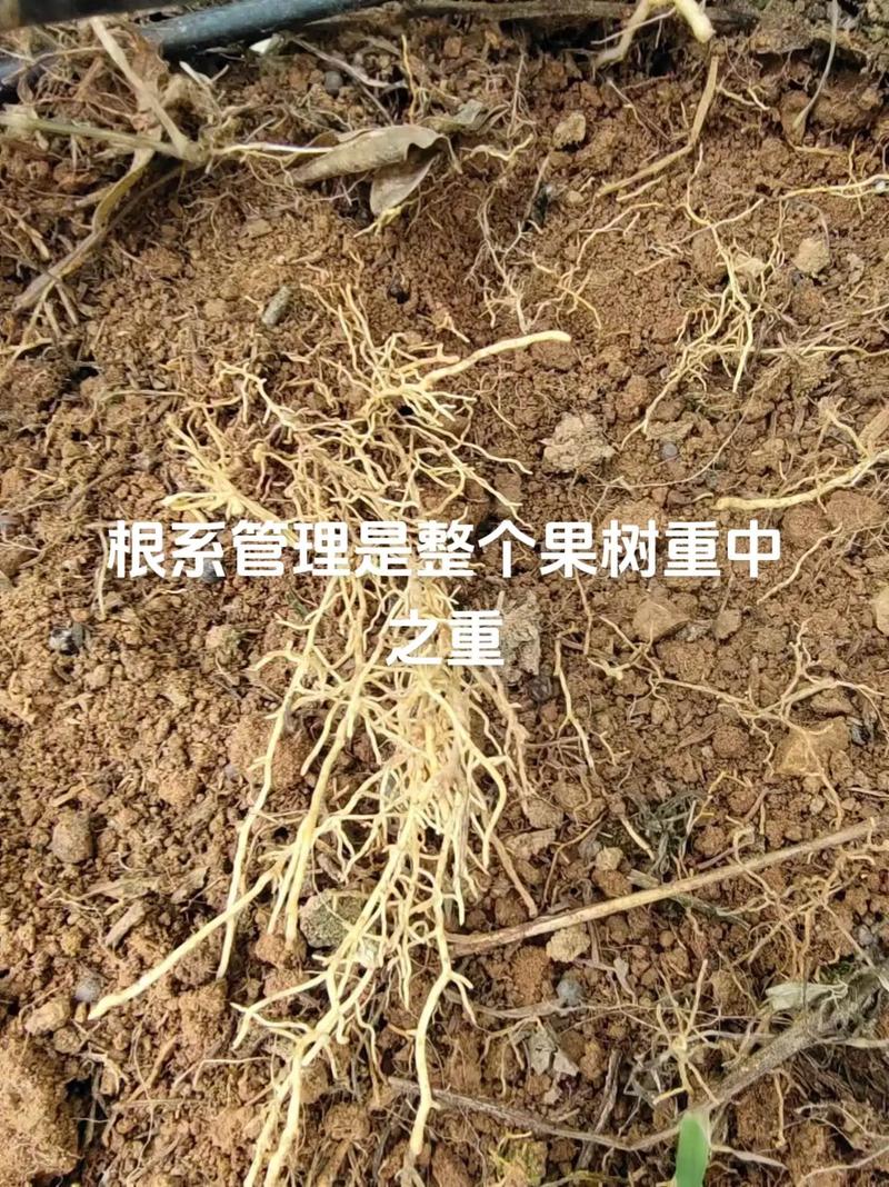 柑橘烂根是什么原因？柑橘烂果是什么原因？-第2张图片-优品飞百科
