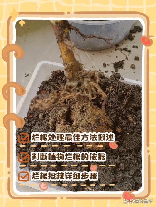 柑橘烂根是什么原因？柑橘烂果是什么原因？-第3张图片-优品飞百科